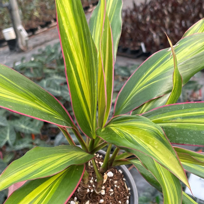 Cordyline “Kiwi” Plant كورديل شجيري