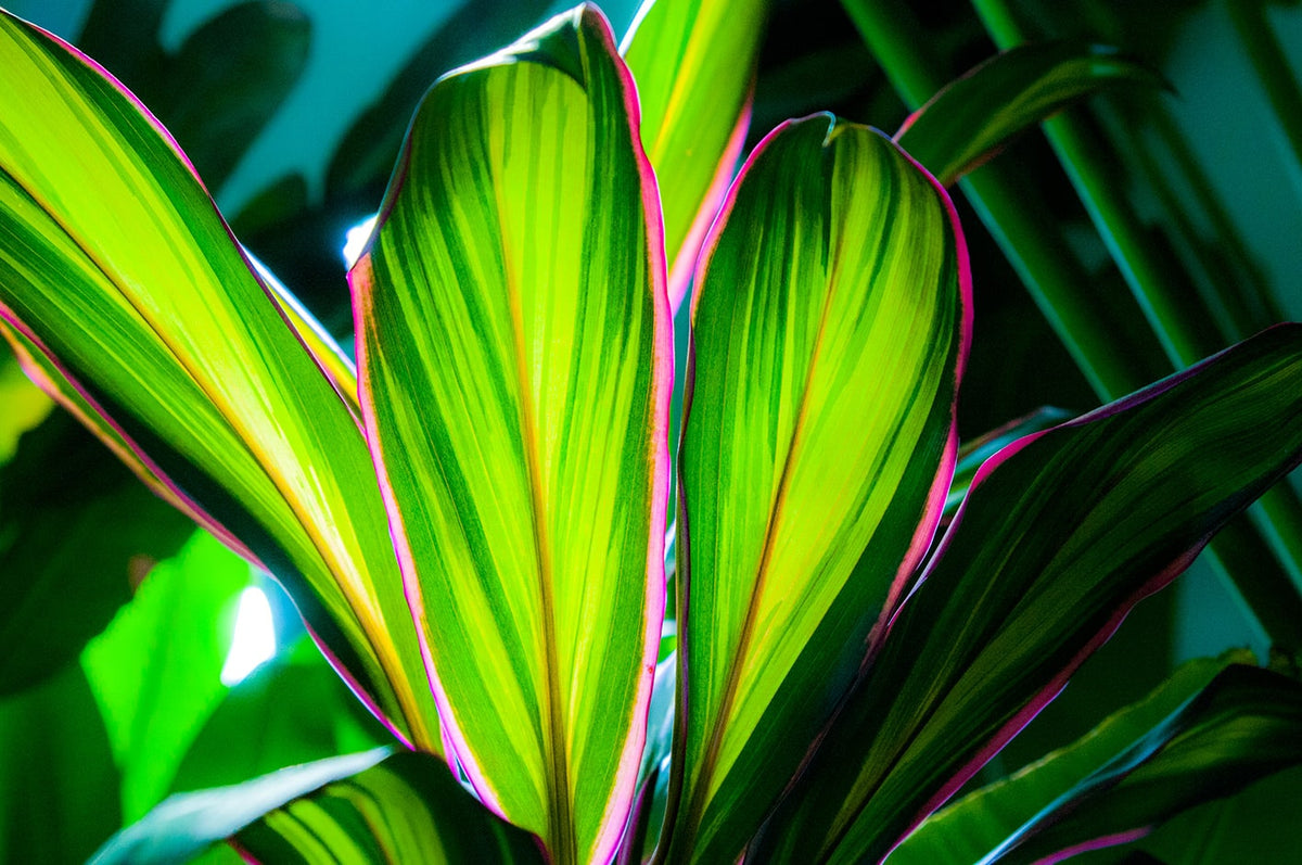 Cordyline “Kiwi” Plant كورديل شجيري