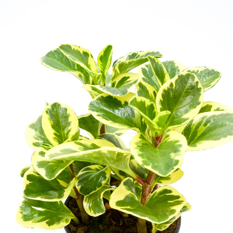 Glossy-leaved Peperomia-بيبيروميا ذات الأوراق اللامعة
