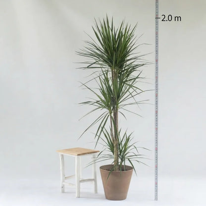 Dracaena Draco - Green - Indoor Plants - النباتات الداخلية