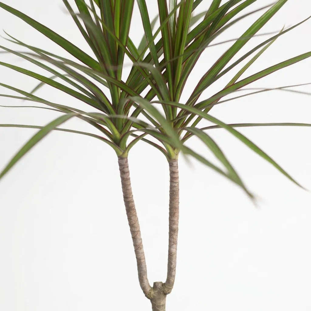 Dracaena Draco - Green - Indoor Plants - النباتات الداخلية