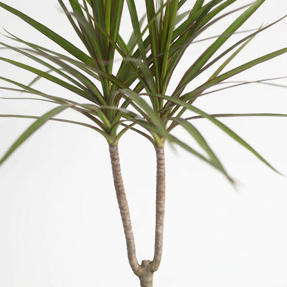 Dracaena Draco - Green - Indoor Plants - النباتات الداخلية