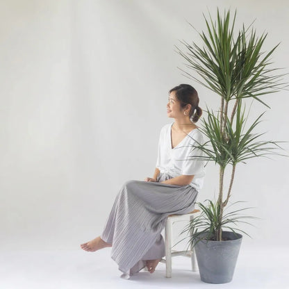 Dracaena Draco - Green - Indoor Plants - النباتات الداخلية