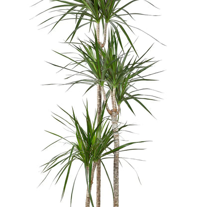 Dracaena Draco - Green - Indoor Plants - النباتات الداخلية