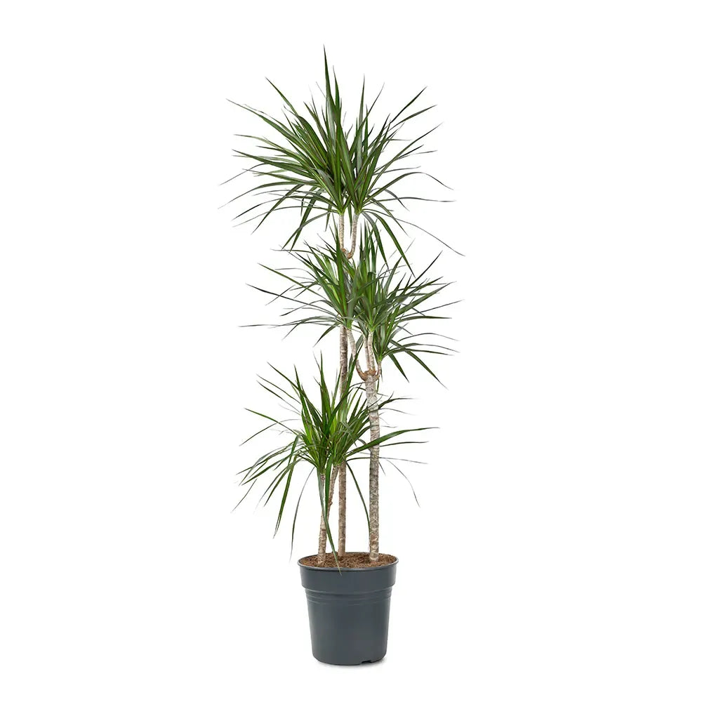 Dracaena Draco - Green - Indoor Plants - النباتات الداخلية