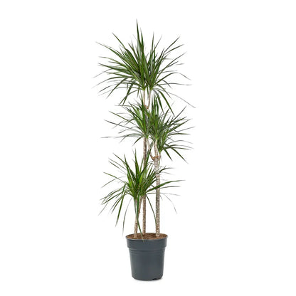 Dracaena Draco - Green - Indoor Plants - النباتات الداخلية