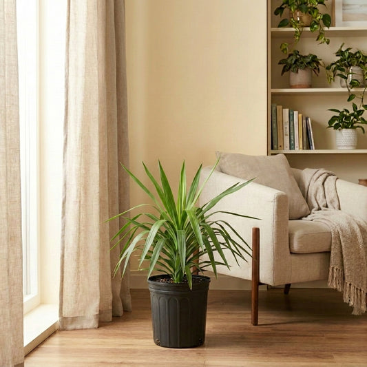 Dracaena draco – Dragon Tree | شجرة التنين