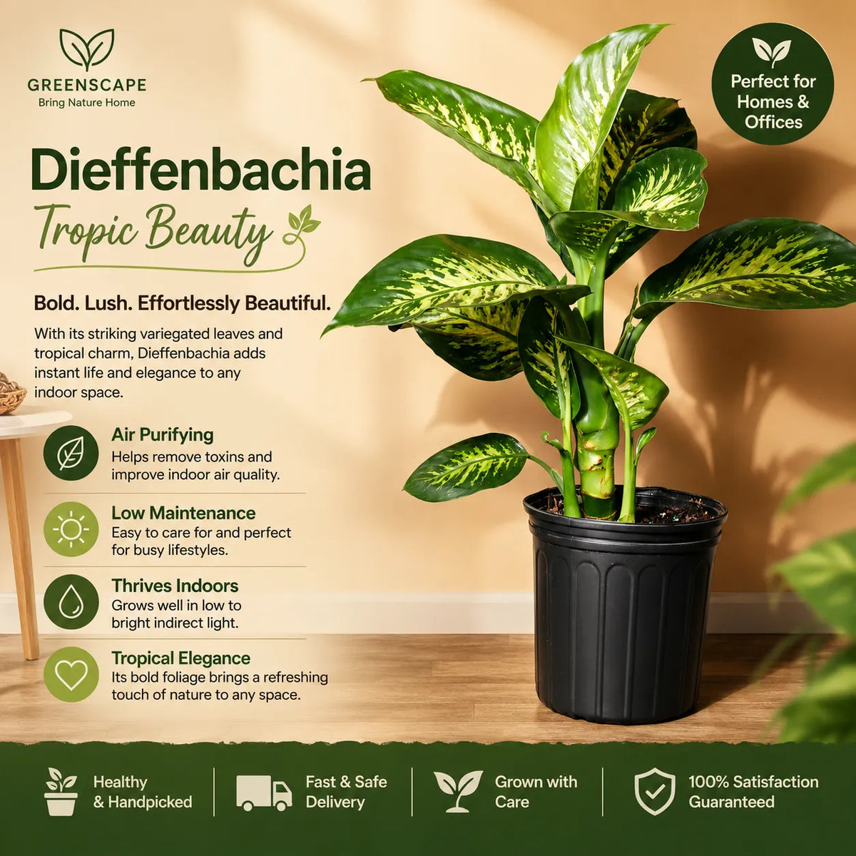 Dumb Cane Plant-نبات قصب السكر