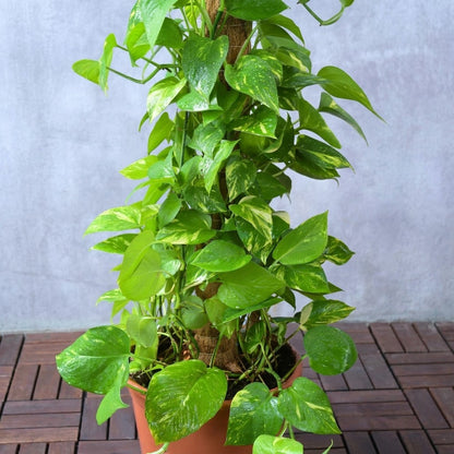Epipremnum aureum – Money Plant (نبات المال)