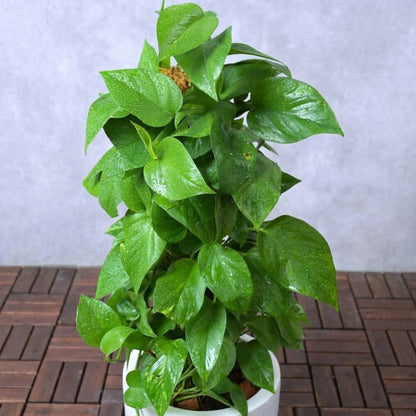 Epipremnum aureum – Money Plant (نبات المال)