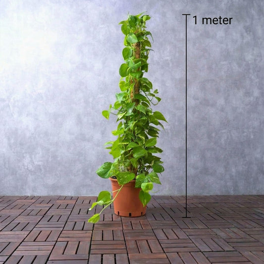 Epipremnum aureum – Money Plant (نبات المال)