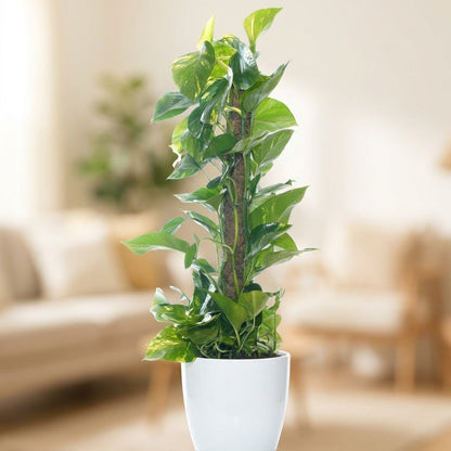 Epipremnum aureum – Money Plant (نبات المال)