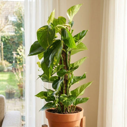 Epipremnum aureum – Money Plant (نبات المال)