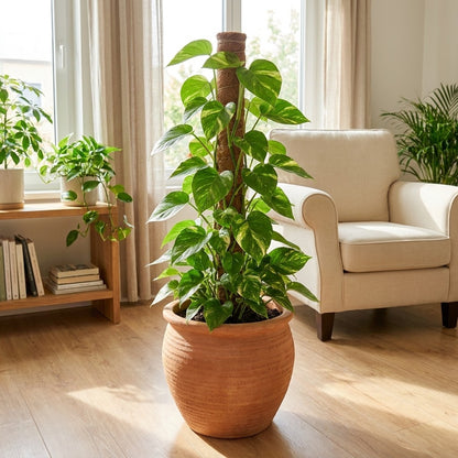 Epipremnum aureum – Money Plant (نبات المال)