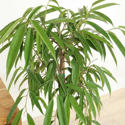 Ficus ‘Alii’ – فيكس علي
