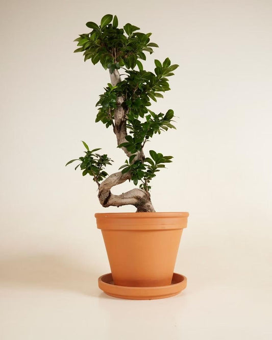 Ficus Bonsai-فيكس جينسنغ