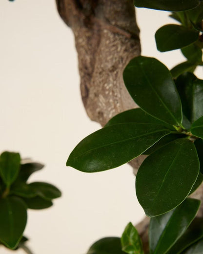 Ficus Bonsai-فيكس جينسنغ