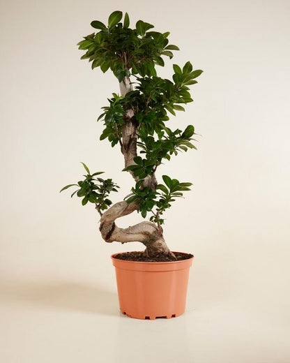 Ficus Bonsai-فيكس جينسنغ