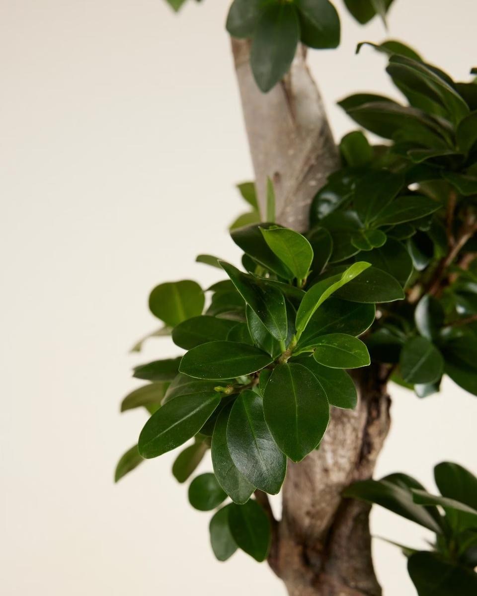 Ficus Bonsai-فيكس جينسنغ