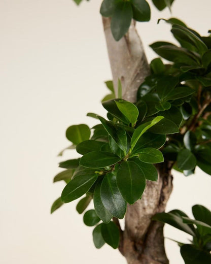 Ficus Bonsai-فيكس جينسنغ