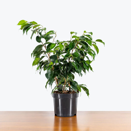 Ficus benjamina – The Graceful Weeping Fig -فيكوس بنيامينا