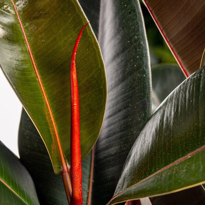Ficus Elastica ‘Burgundy’ – Rubber Plant | فيكس إيلاستيكا بورغندي
