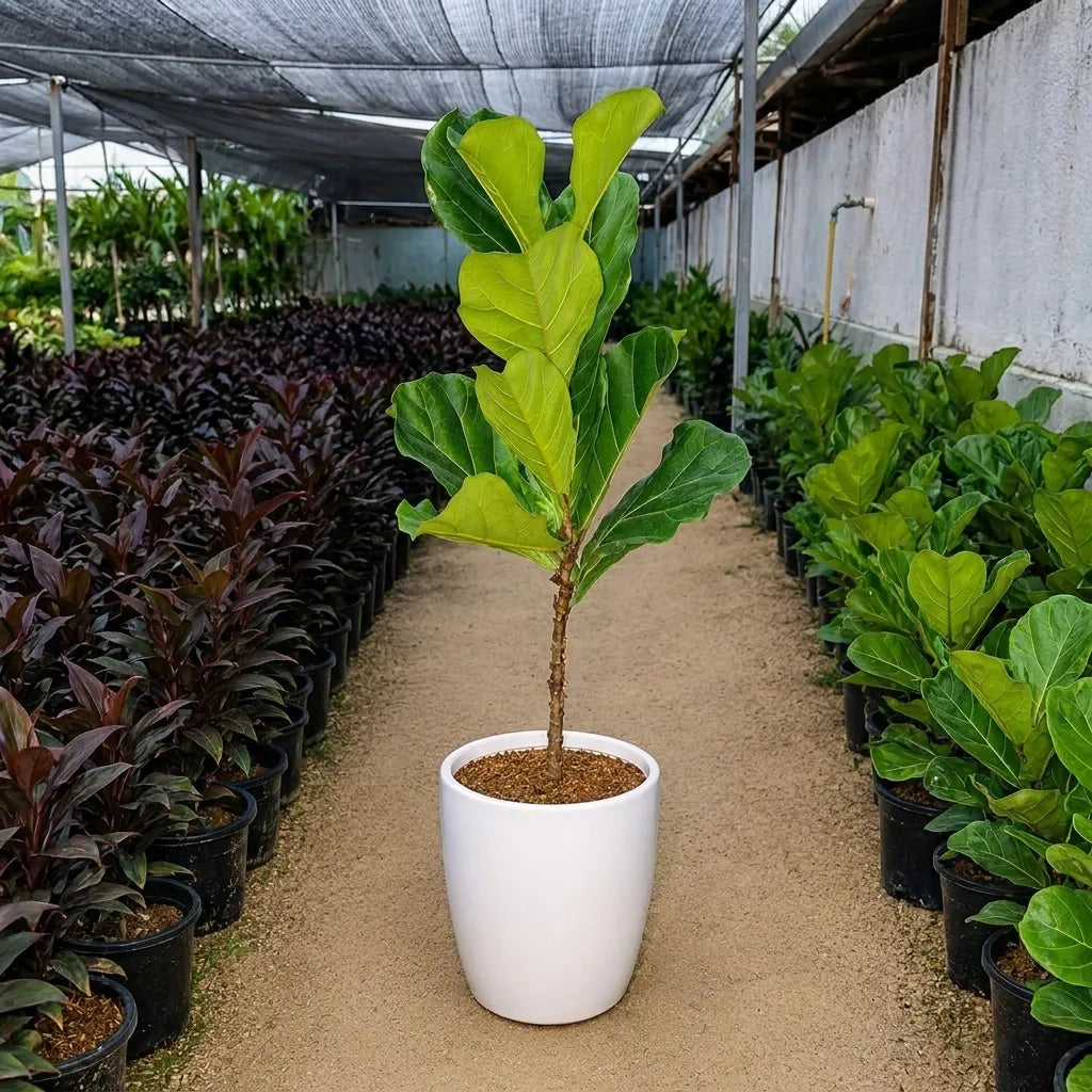 Ficus Lyrata Plant – Fiddle Leaf Fig | فيكس ليراتا