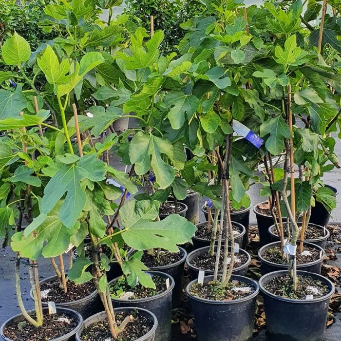 Fig plant- The Ancient Tree of Life -نبات التين
