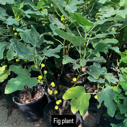 Fig plant- The Ancient Tree of Life -نبات التين