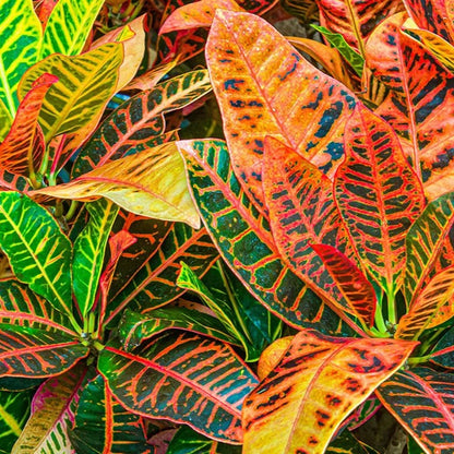 Garden Croton – نبات الكروتون