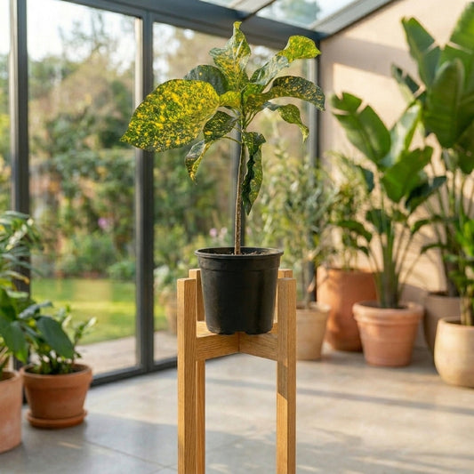 Gold Dust Croton(كروتون جولد داست)