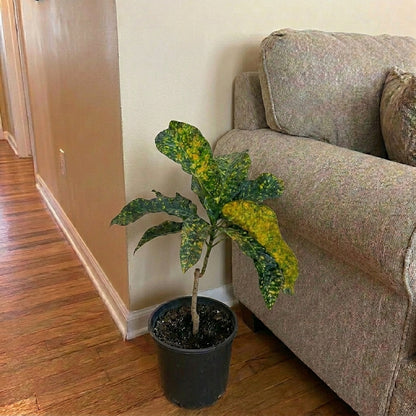 Gold Dust Croton(كروتون جولد داست)