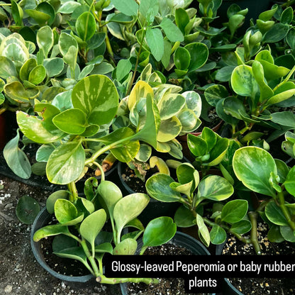 Glossy-leaved Peperomia-بيبيروميا ذات الأوراق اللامعة