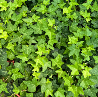 English Ivy – Hedera helix | اللبلاب الإنجليزي
