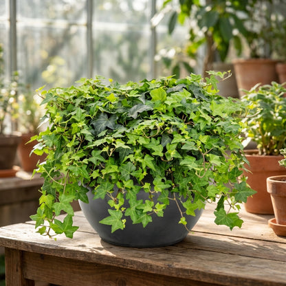 English Ivy – Hedera helix | اللبلاب الإنجليزي