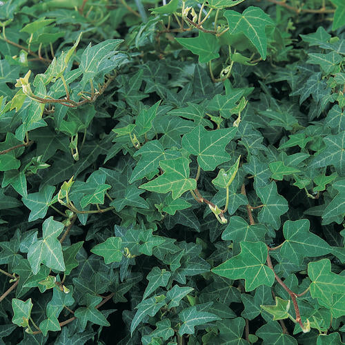 English Ivy – Hedera helix | اللبلاب الإنجليزي