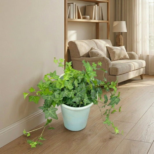 English Ivy – Hedera helix | اللبلاب الإنجليزي