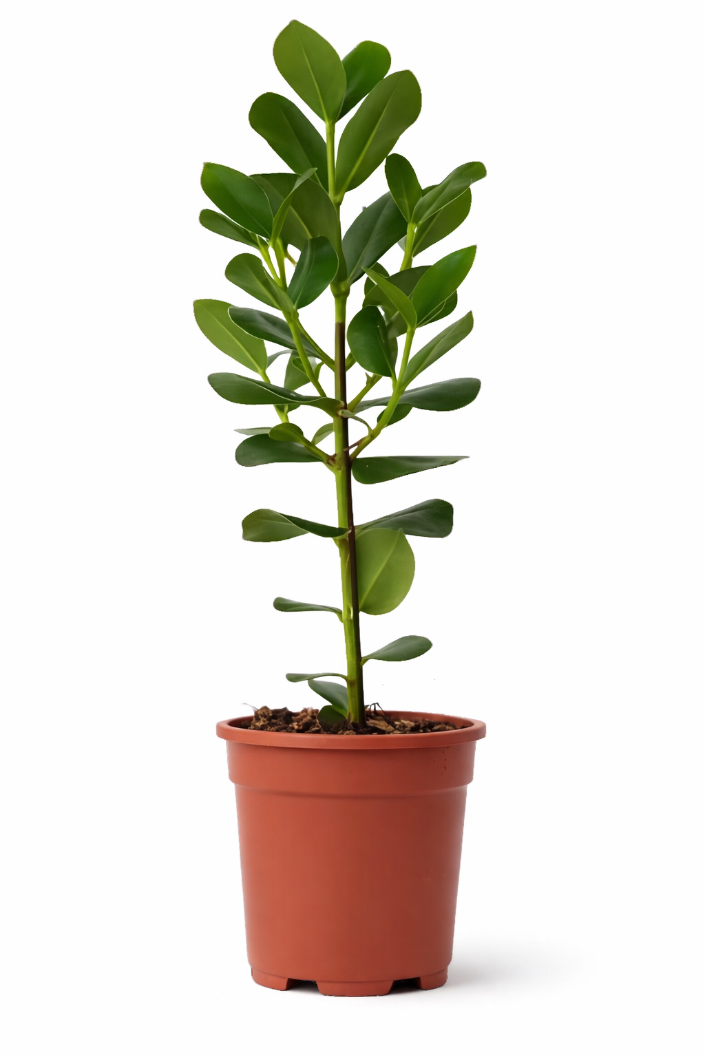 Autograph Plant or Pitch Apple Plant - نبتة توقيع أو نبتة تفاح القار