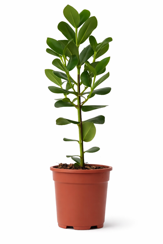 Autograph Plant or Pitch Apple Plant - نبتة توقيع أو نبتة تفاح القار