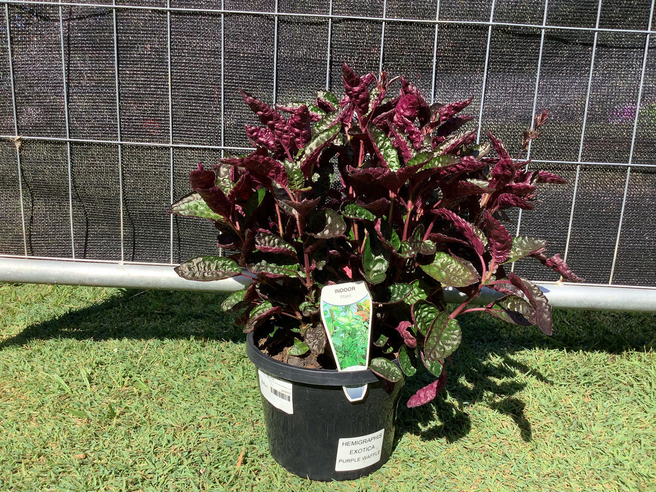 Purple Waffle Plant –نبات الوافل الأرجواني