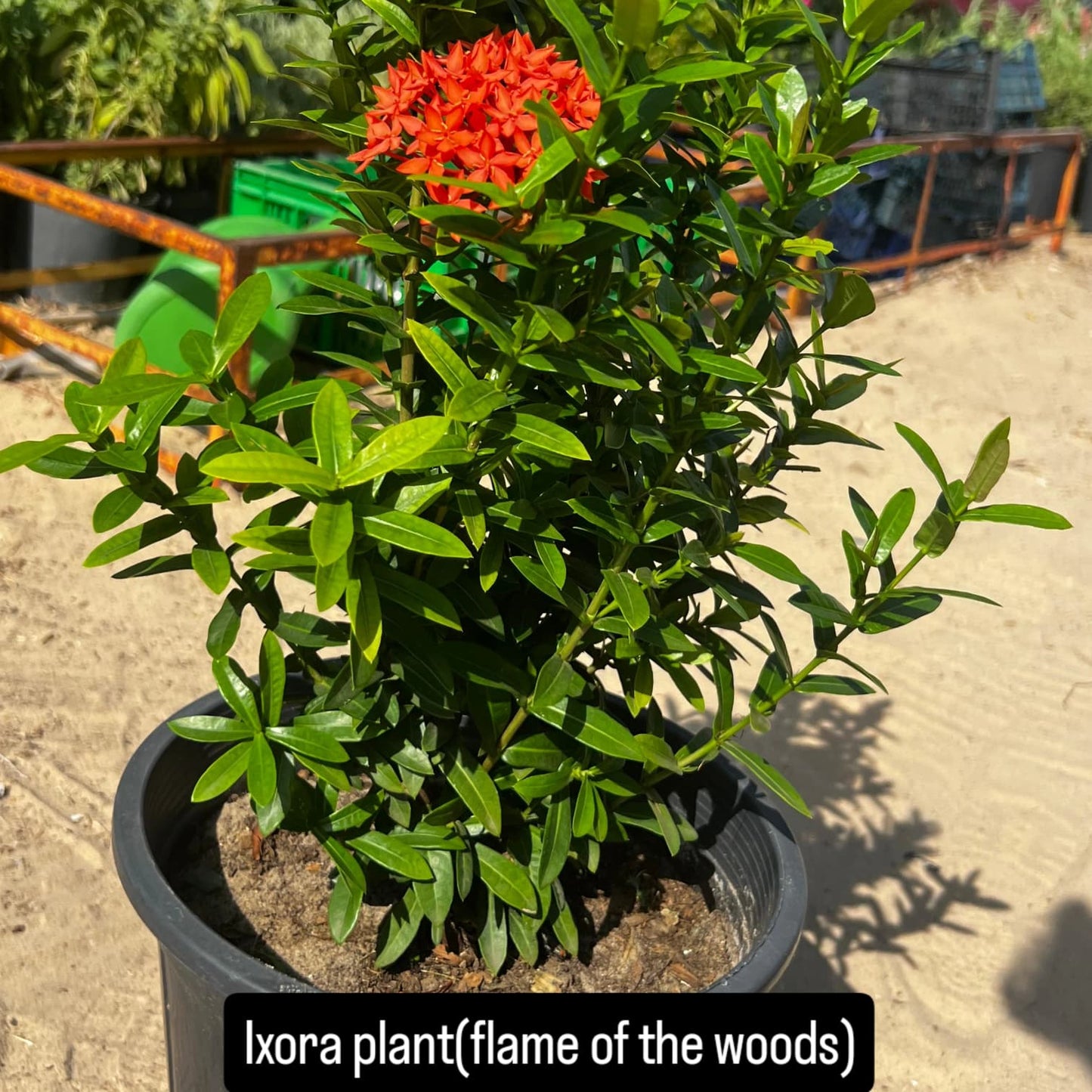Ixora Plant – The Flame of the Woods-نبات اكسورا