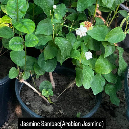 Jasmine Sambac – The Arabian Jasmine-ياسمين سامباك – العربي
