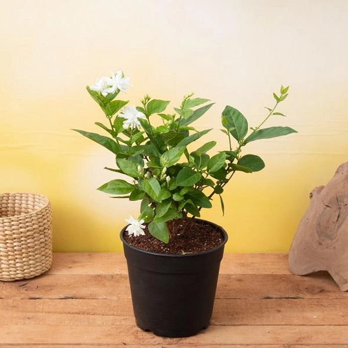 Jasmine Sambac – The Arabian Jasmine-الياسمين السامباك - الياسمين العربي