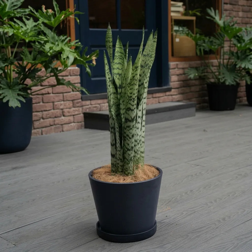 Snake Plants-نباتات الثعبان