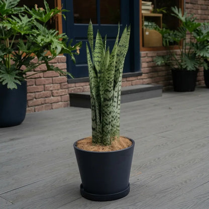 Snake Plants-نباتات الثعبان