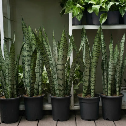 Snake Plants-نباتات الثعبان