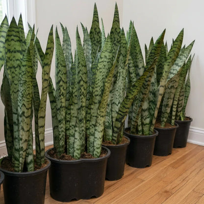 Snake Plants-نباتات الثعبان