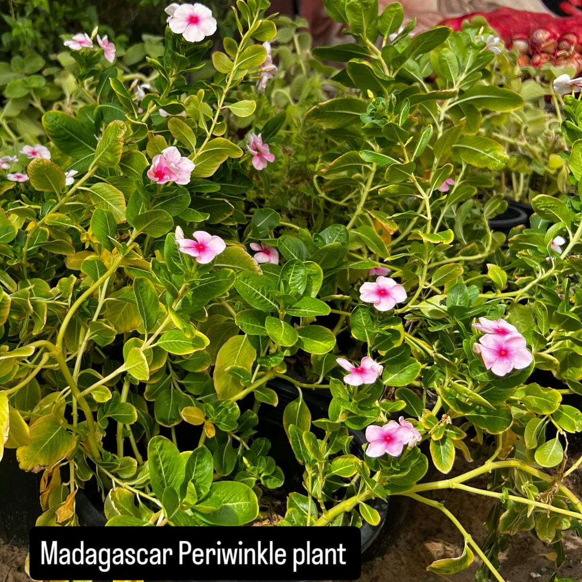 Madagascar Periwinkle – The Blossoming Healer-فينكا مدغشقر: المعالج المزهر