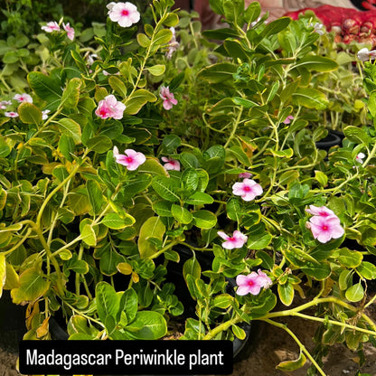 Madagascar Periwinkle – The Blossoming Healer-زهرة البنفسج مدغشقر