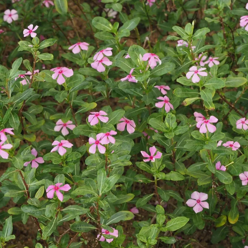 Madagascar Periwinkle – The Blossoming Healer-زهرة البنفسج مدغشقر